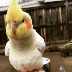 Meet your Posher, Kattiya